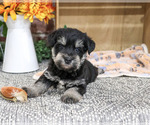 SpongeBob - Male Schnauzer (Miniature) Puppy for Sale - Photo #4