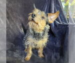 Small #4 Mutt