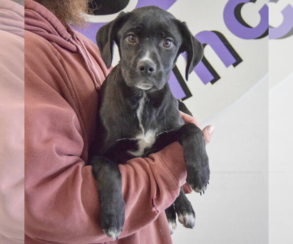 Medium Photo #4 German Shepherd Dog-Unknown Mix Puppy For Sale in Huntley, IL, USA