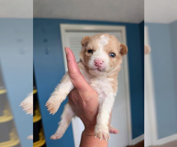 Medium Photo #3 Mutt Puppy For Sale in Aurora, IN, USA