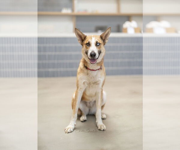 Medium Photo #4 Mutt Puppy For Sale in Marina Del Rey, CA, USA