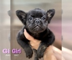 Small Photo #1 French Bulldog Puppy For Sale in ALHAMBRA, CA, USA