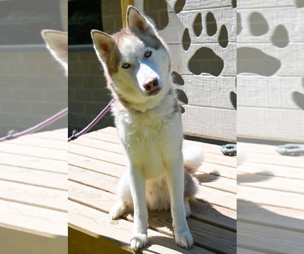 Medium Photo #4 - Mix Puppy For Sale in Glen Allen, VA, USA