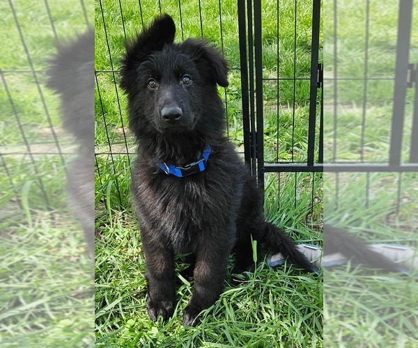 Medium Photo #10 German Shepherd Dog Puppy For Sale in EOLIA, MO, USA