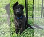 Small #9 German Shepherd Dog