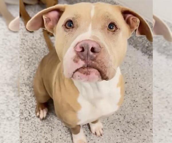 Medium Photo #2 Mutt Puppy For Sale in Houston, TX, USA