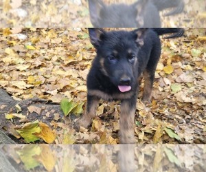 Medium German Shepherd Dog