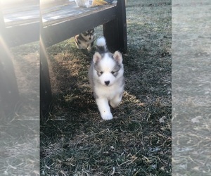 Samoyed-Siberian Husky Mix Puppy for sale in KANSAS CITY, MO, USA