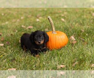 Dachshund Puppy for sale in MILFORD, IN, USA