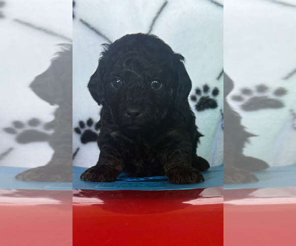 Medium Photo #3 Poodle (Miniature) Puppy For Sale in RUSSELLVILLE, AR, USA