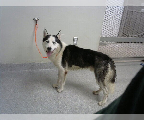 Medium Photo #1 Siberian Husky-Unknown Mix Puppy For Sale in Pasadena, TX, USA