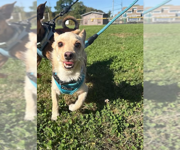 Medium Photo #4 Chihuahua-Unknown Mix Puppy For Sale in Cranston, RI, USA