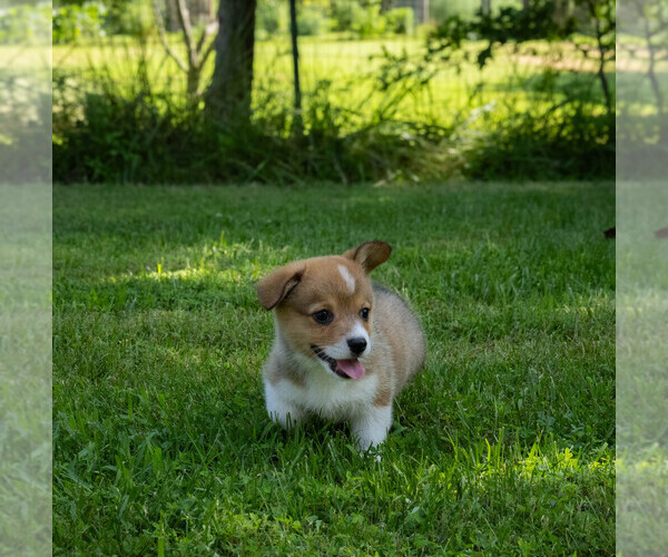 Medium Photo #4 Pembroke Welsh Corgi Puppy For Sale in NEW DOUGLAS, IL, USA