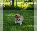 Small Photo #4 Pembroke Welsh Corgi Puppy For Sale in NEW DOUGLAS, IL, USA