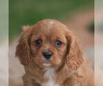 Small Photo #1 Cavalier King Charles Spaniel Puppy For Sale in HONEY BROOK, PA, USA