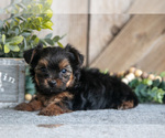 Small #1 Yorkshire Terrier
