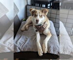 Small #5 Huskies  Mix