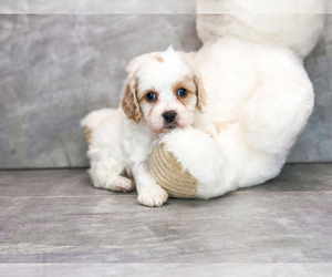 Cavachon Puppy for sale in AMITY, NC, USA