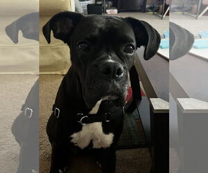 Boxer Dogs for adoption in Holly Springs, NC, USA