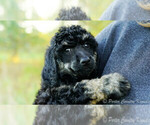 Small Photo #1 Poodle (Standard) Puppy For Sale in KARLSTAD, MN, USA