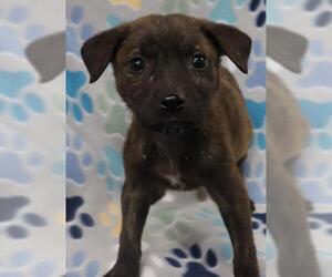 German Shepherd Dog-Unknown Mix Dogs for adoption in Thief River Falls, MN, USA