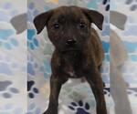 Small German Shepherd Dog Mix