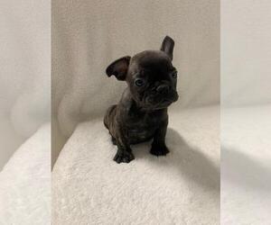 French Bulldog Puppy for sale in CHARLESTON, SC, USA