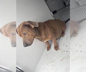 Dachshund-Unknown Mix Dogs for adoption in Houston, TX, USA