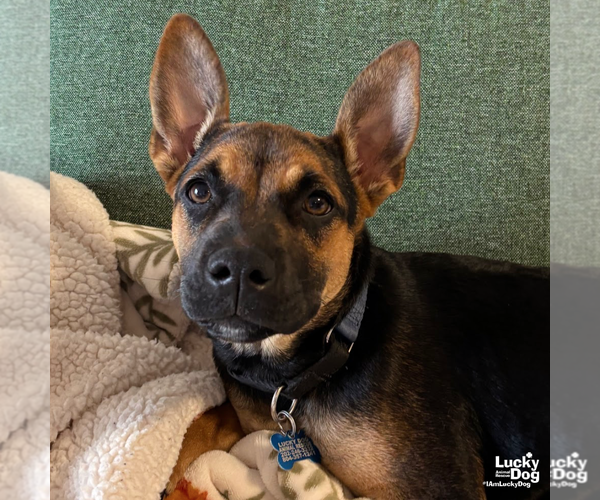 Medium Photo #9 German Shepherd Dog-Unknown Mix Puppy For Sale in Washington, DC, USA