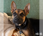 Small #8 German Shepherd Dog Mix