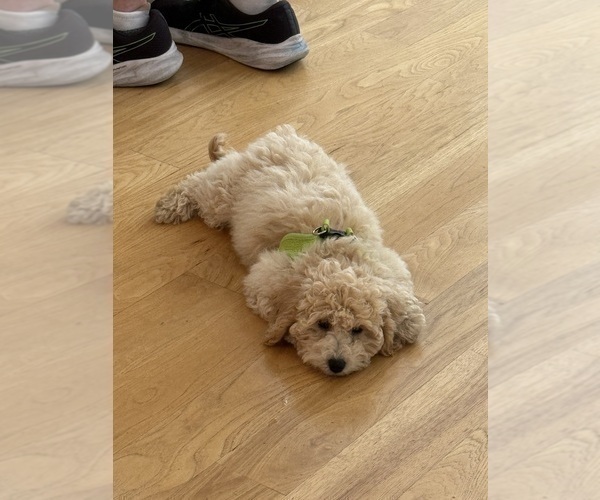 Medium Photo #11 Poochon Puppy For Sale in PARKLAND, FL, USA