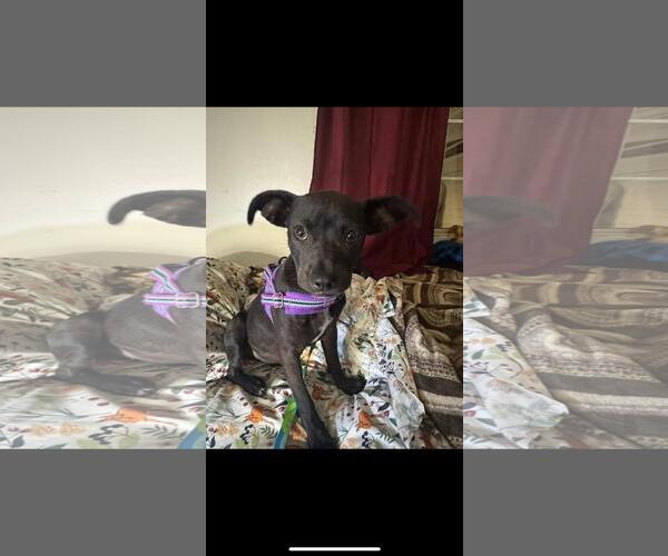 Medium Photo #1 Boston Terrier-Unknown Mix Puppy For Sale in Hayward, CA, USA