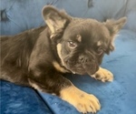 Small #3 French Bulldog