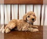 Small Photo #1 Miniature Labradoodle Puppy For Sale in COATESVILLE, PA, USA