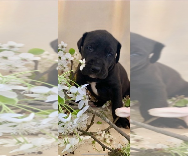 Medium Photo #4 Great Dane Puppy For Sale in BIG CANOE, GA, USA