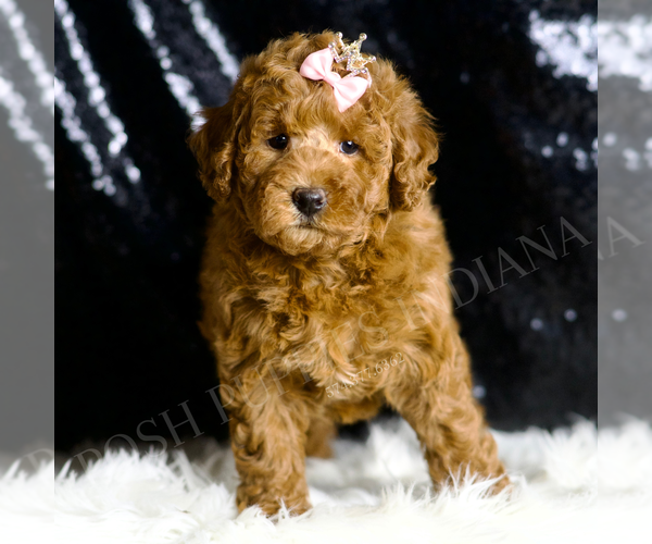 Medium Photo #1 Goldendoodle Puppy For Sale in WARSAW, IN, USA