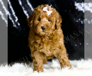 Goldendoodle Puppy for sale in WARSAW, IN, USA
