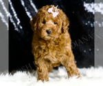 Small Goldendoodle