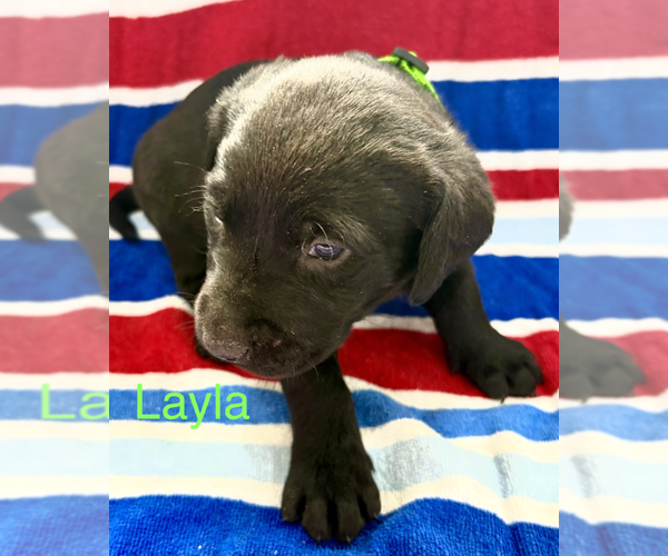 Medium Photo #1 Labrador Retriever Puppy For Sale in MIDLAND, OH, USA