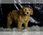 Small Photo #52 Goldendoodle (Miniature) Puppy For Sale in WARSAW, IN, USA