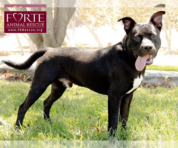 Medium Photo #2 American Staffordshire Terrier-Unknown Mix Puppy For Sale in Marina del Rey, CA, USA