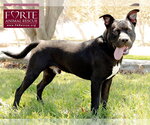 Small #1 American Staffordshire Terrier Mix