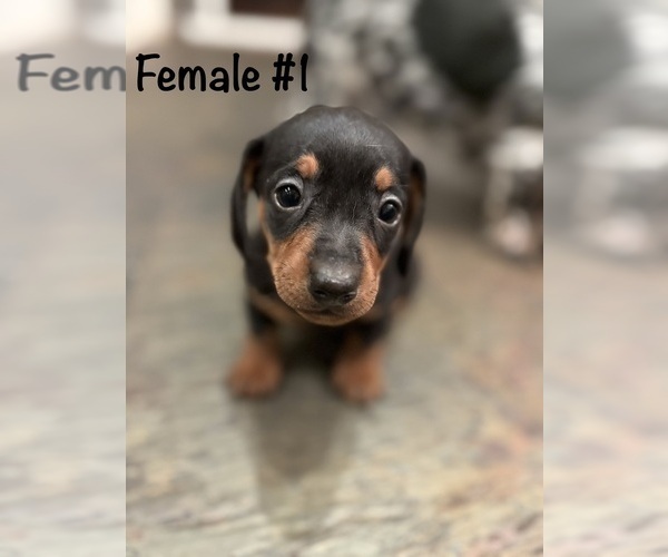 Medium Photo #3 Dachshund Puppy For Sale in WILLIAMSBURG, VA, USA
