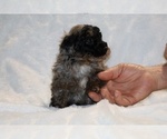 Small #14 ShihPoo