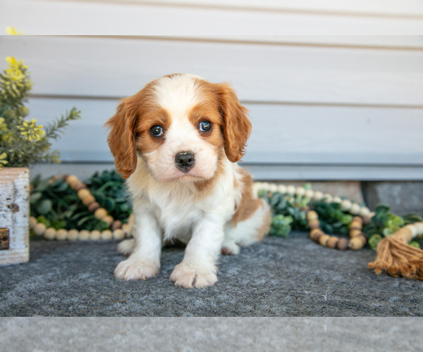 Medium Photo #1 Cavalier King Charles Spaniel Puppy For Sale in MILLERSBURG, OH, USA