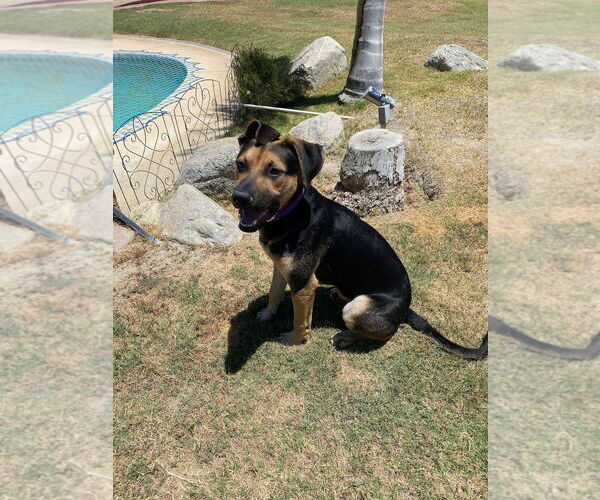 Medium Photo #3 Mutt Puppy For Sale in Woodland Hills, CA, USA