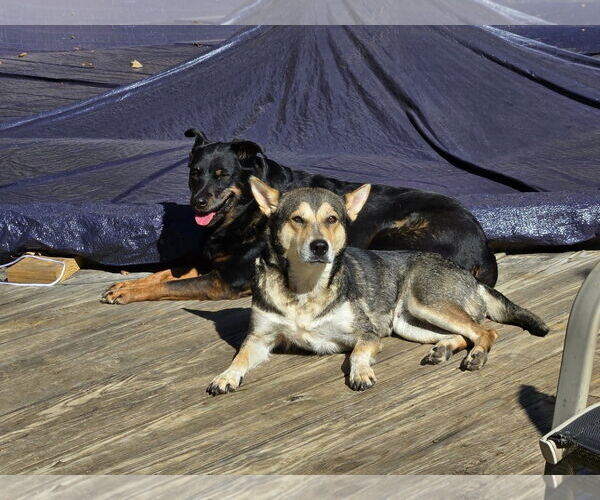 Medium Photo #8 Mutt Puppy For Sale in Arlington, VA, USA