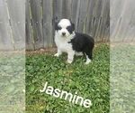Image preview for Ad Listing. Nickname: Jasmine