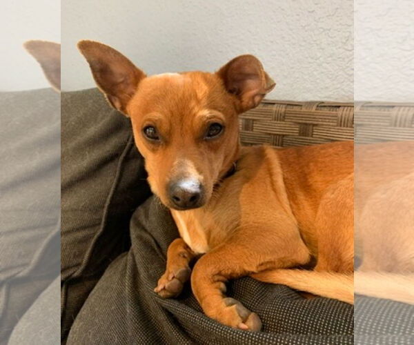 Medium Photo #4 Chihuahua-Unknown Mix Puppy For Sale in Bellevue, WA, USA
