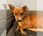 Small #3 Chihuahua Mix